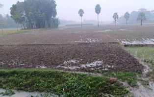সদরপুরে বৃষ্টিতে রবি শস্যের ব্যাপক ক্ষতি 