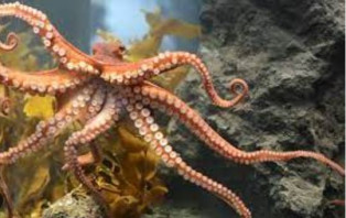 অক্টোপাস, শামুক ও ঝিনুক খাওয়া কি জায়েজ? 