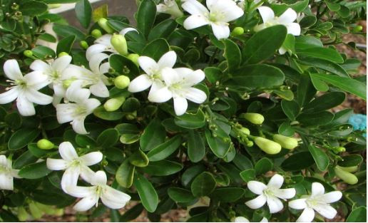 অনিদ্রা দূর হবে বেডরুমের এই ৪ গাছেই 