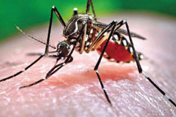 দেশ ডেঙ্গুতে আরও ৮ জনের মৃত্যু
