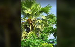 আলফাডাঙ্গায় কালের আবর্তনে হারিয়ে যাচ্ছে বজ্র প্রতিরোধক তালগাছ