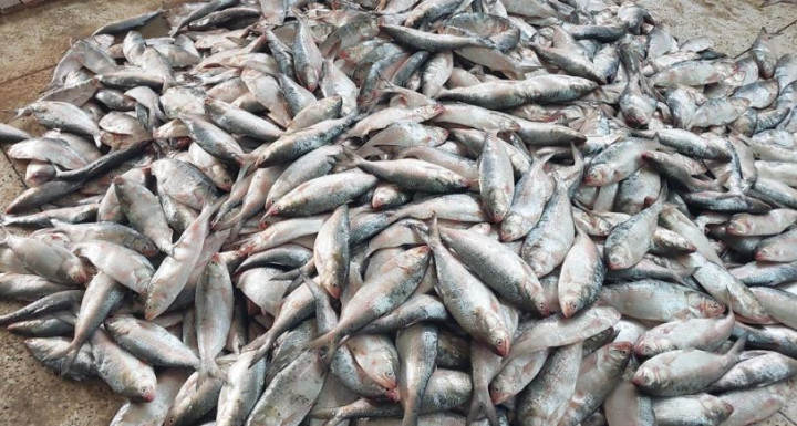 এক ট্রলারে এলো ১৯৫ মণ ইলিশ, ৪০ লাখ টাকায় বিক্রি