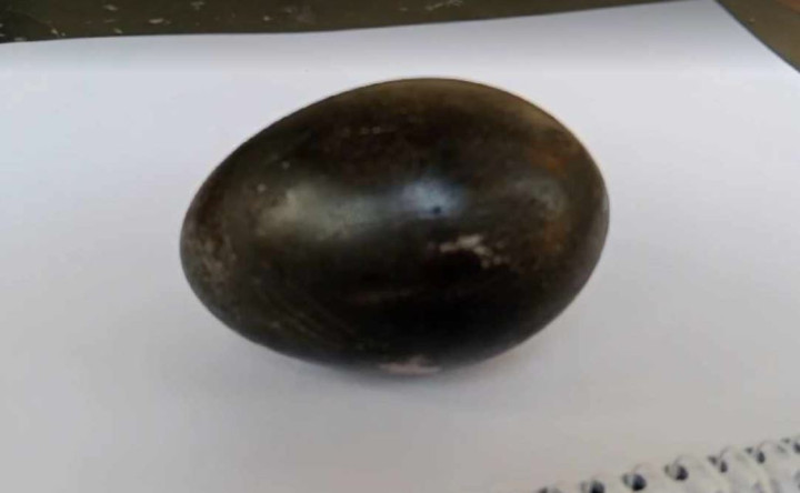 সদরপুরে কালো ডিম পাড়া হাঁসের সন্ধান