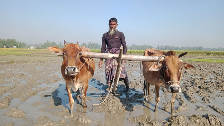 লালমনিরহাটে হারিয়ে যাচ্ছে লাঙল গরুর হালচাষ