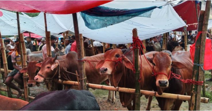 সদরপুরে শেষ মুহুর্তে জমে উঠেছে পশুর হাট