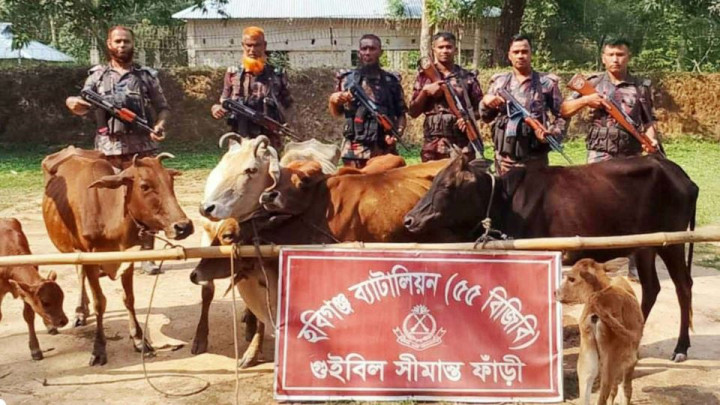 চুনারুঘাটে  সীমান্তে আট ভারতীয় গরু জব্দ