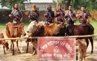 চুনারুঘাটে  সীমান্তে আট ভারতীয় গরু জব্দ