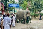 থানা হেফাজত থেকে অবশেষে মুক্তি পেল হাতি
