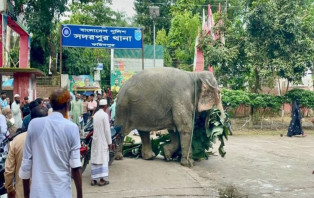 থানা হেফাজত থেকে অবশেষে মুক্তি পেল হাতি