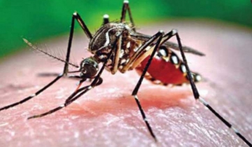 ২৪ ঘণ্টায় ১৬৮৭ ডেঙ্গু রোগী হাসপাতালে ভর্তি